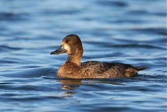 Lesser Scaup